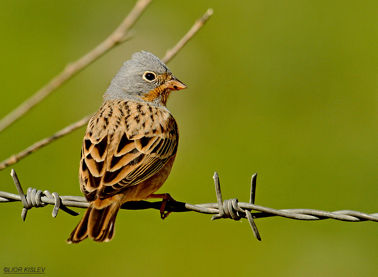  Cretzschmar's Bunting  Emberiza caesia ,mt Susita ,Golan Israel 25-03-12 Lior Kislev            